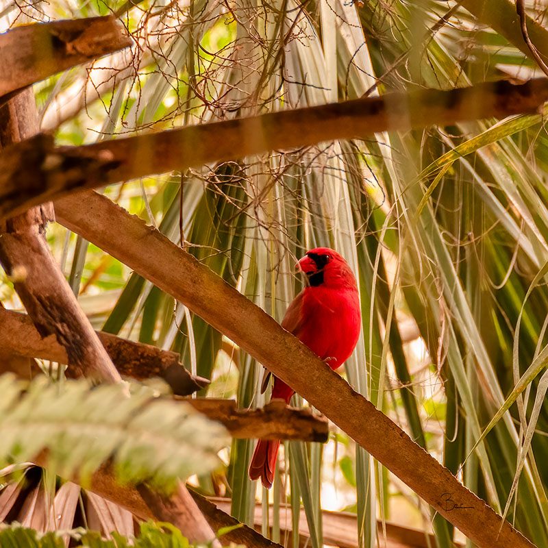 Day23012025_Cardinal_8504566insta Male Cardinal sitting pretty in palm tree | Daily Photo Visual Diary