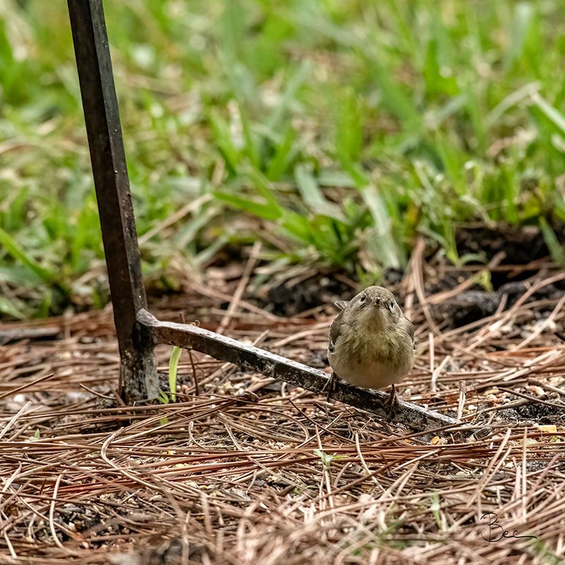 Day24012025_PineWarbler_8504672insta Carolina Wren sitting under bird feeder | Daily Photo Visual Diary