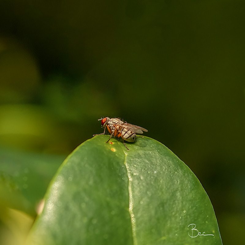 Day25012025_Fly_8504735insta Flesh Fly Sitting on Green Leaf | Daily Photo Visual Diary