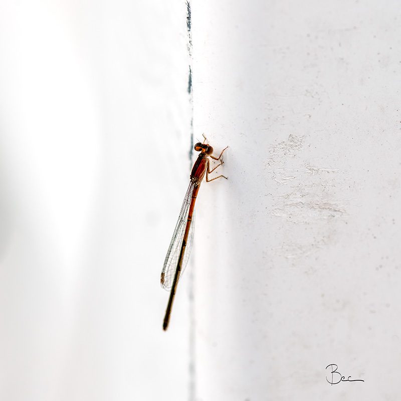 Day26012025_DamselFly_8504773insta Red Damselfly Sitting on White Fence Post | Daily Photo Visual Diary