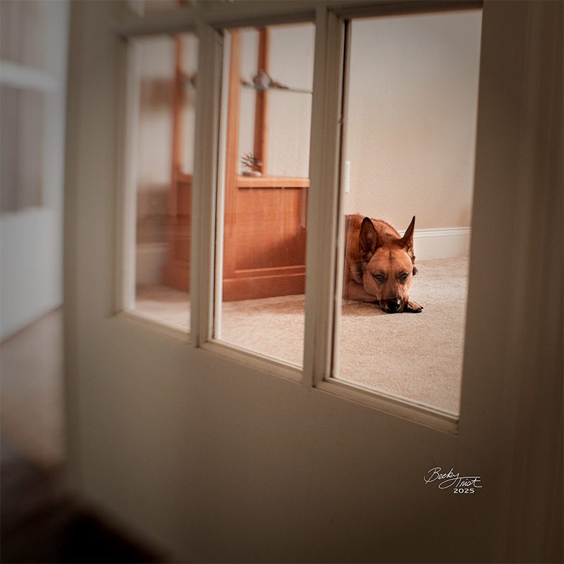 Portrait of Dog through glass doors | Lensbaby Composer Pro Sweet 35