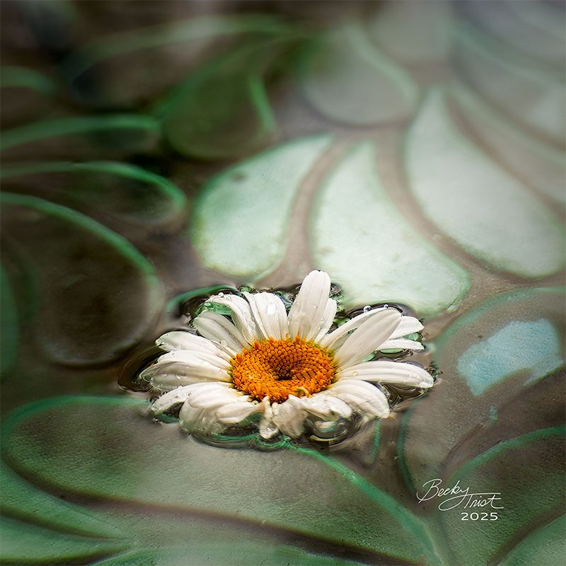 Closeup of Daisy floating in bird bath water | Lensbaby Composer Pro Sweet 35